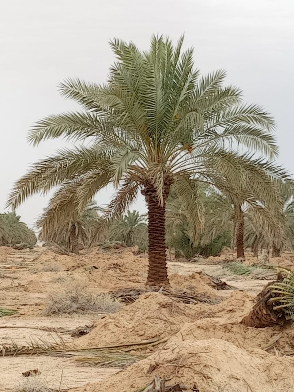مقاول توريد وتركيب جميع انواع الشبوك وزرعه النخيل