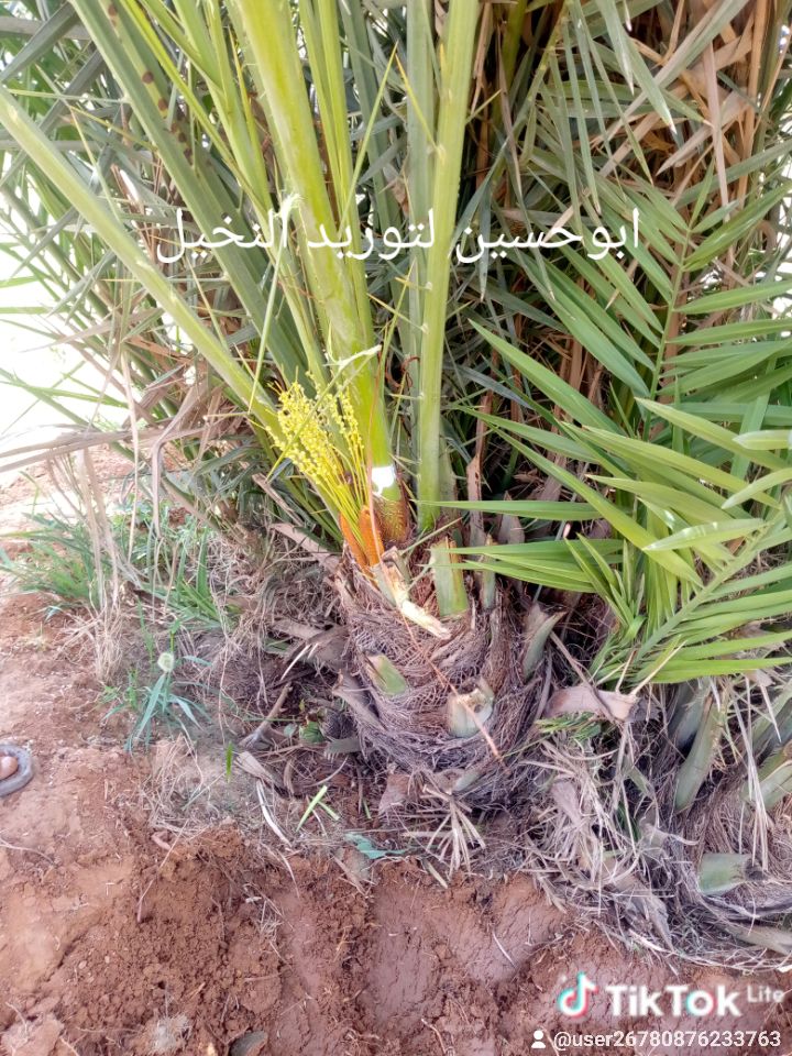 فسايل وجثايث طيبه