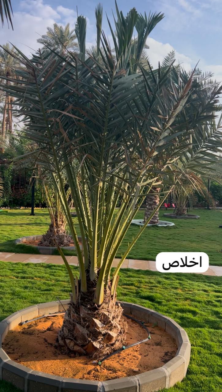 زراعة نخيل عربي وواشنطن واشجار الزينة وتنسيق حدائق