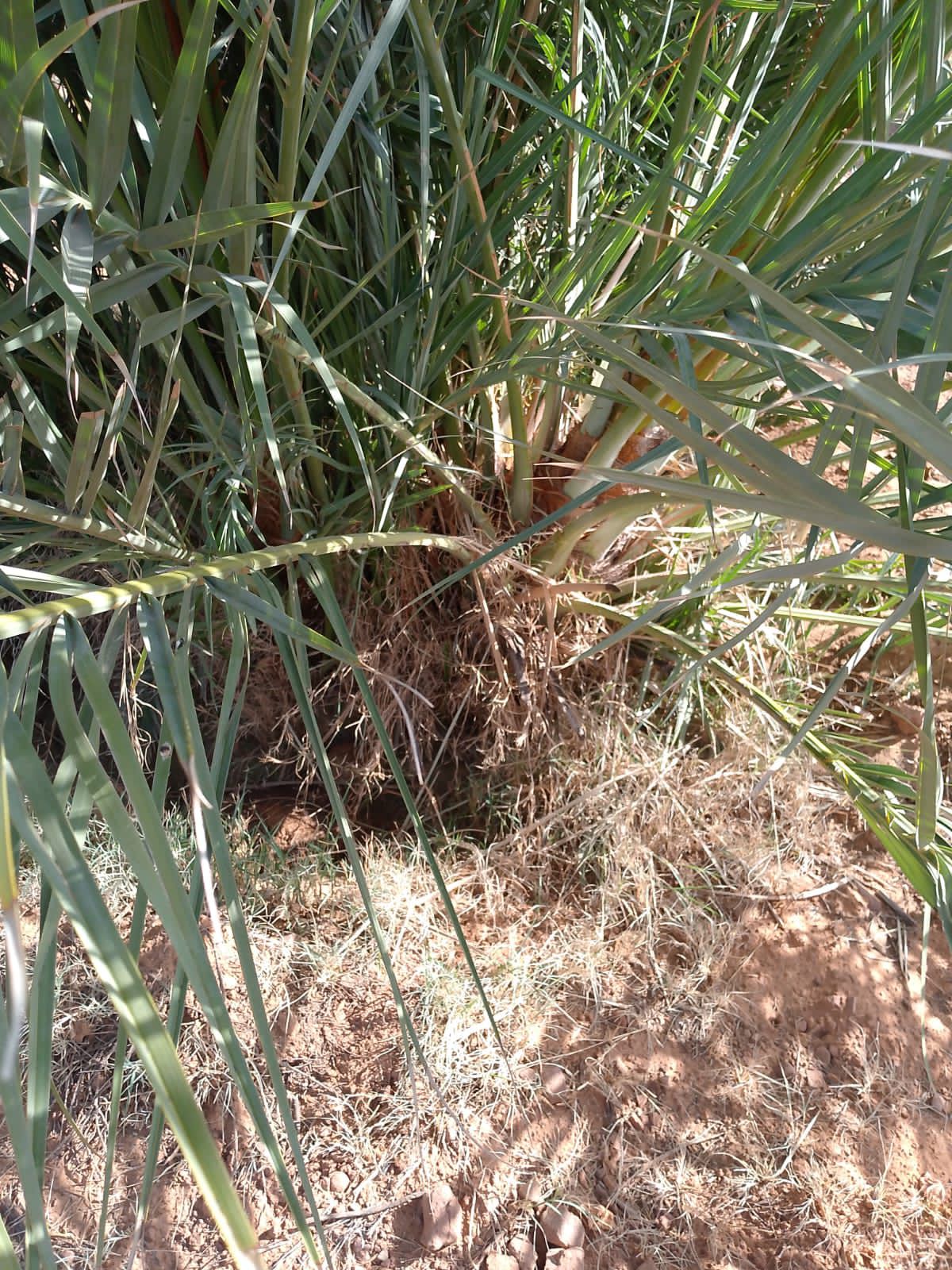 فسايل وجثايث طيبه