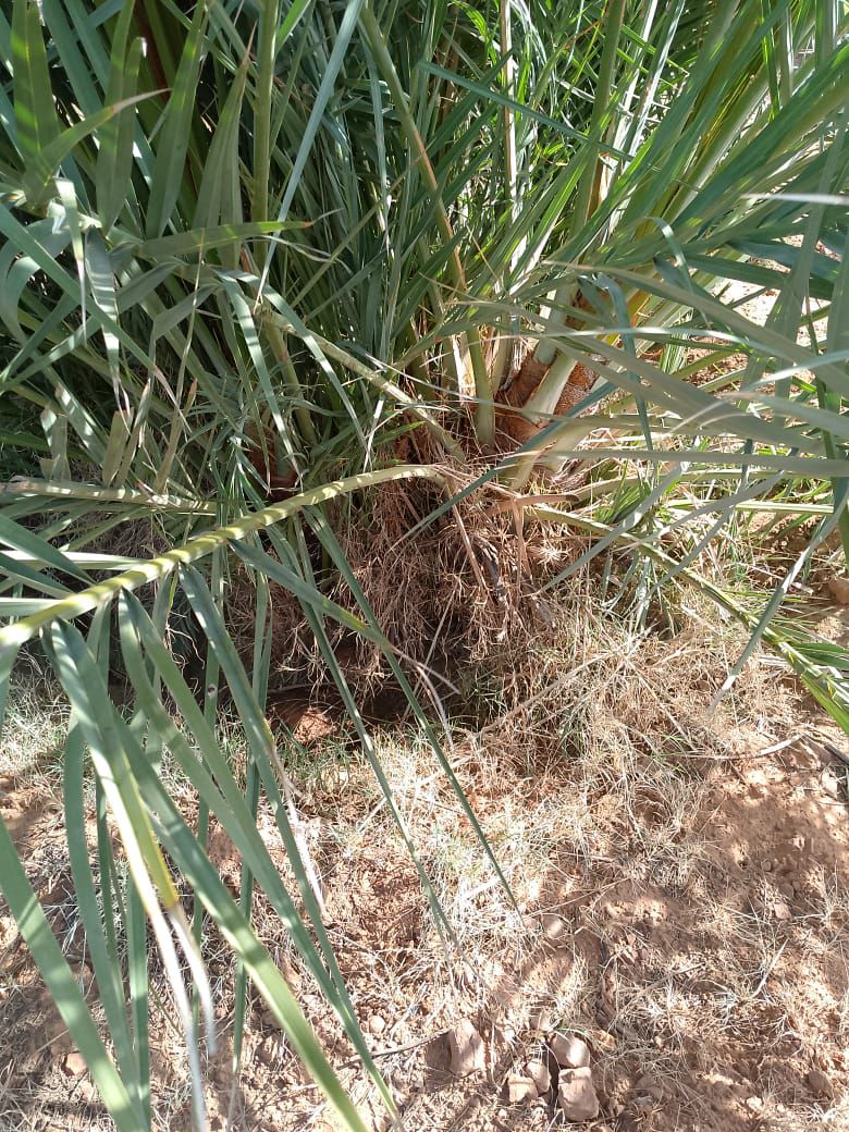 فسايل وجثايث طيبه