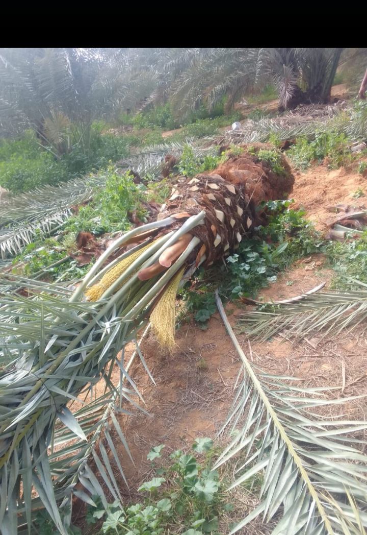 فراخه وجثايث النخيل