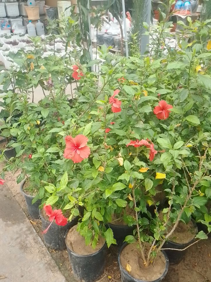 جميع مناطق الدمام