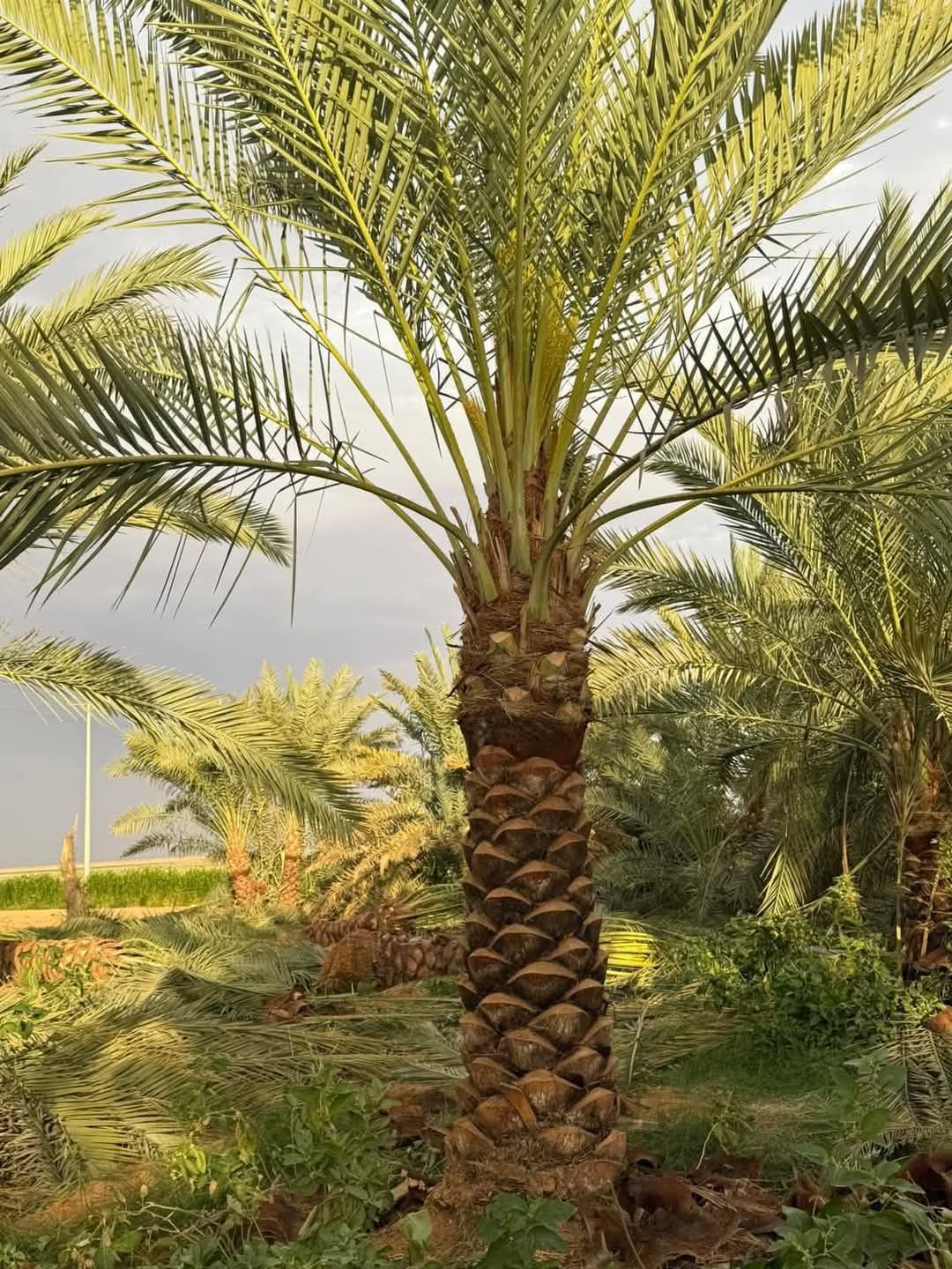 زراعة نخيل عربي وواشنطن واشجار الزينة وتنسيق حدائق