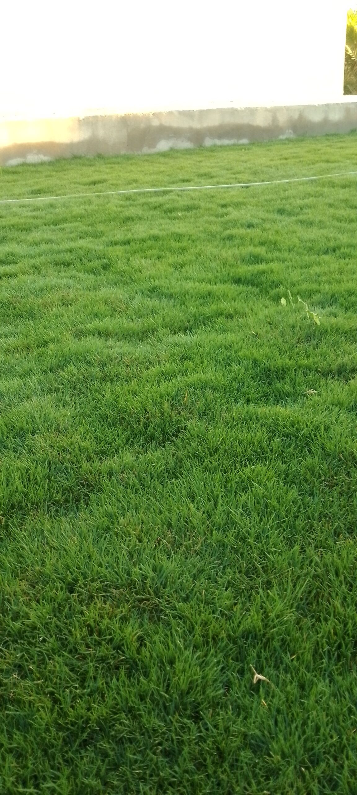 مقاول توريد وتركيب جميع انواع الشبوك وزرعه النخيل