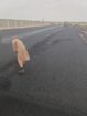 مقاول اسفلت