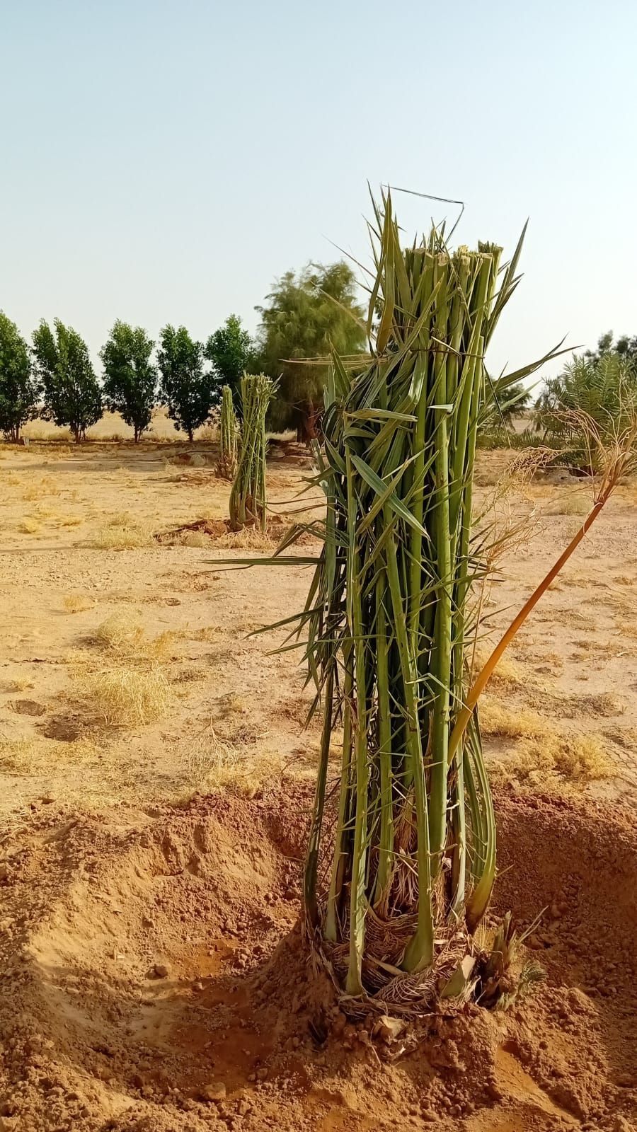 مقاول توريد وتركيب جميع انواع الشبوك وزرعه النخيل