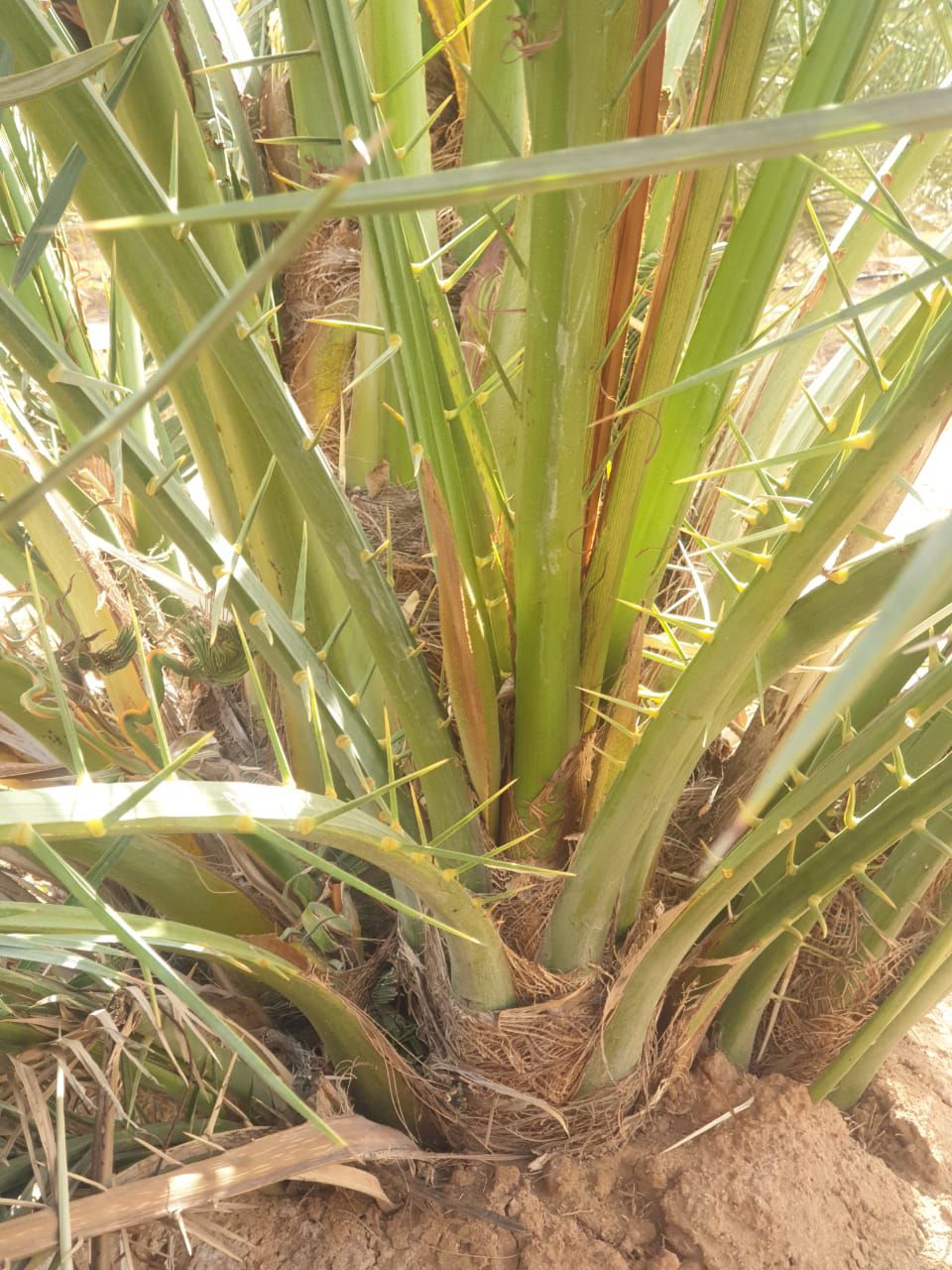 فراخه وجثايث وفسايل طيبه