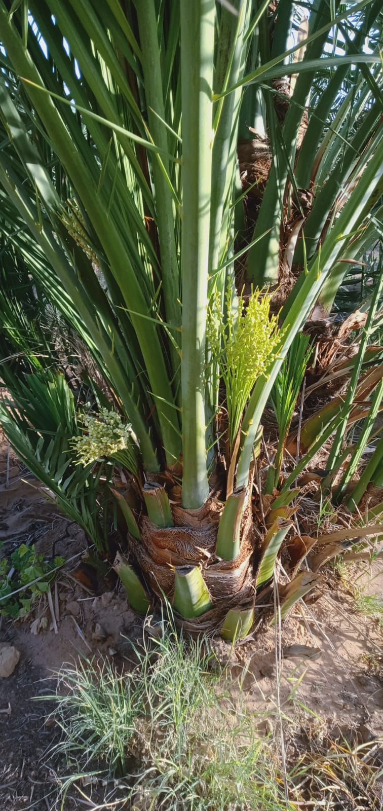 فراخه وجثايث النخيل