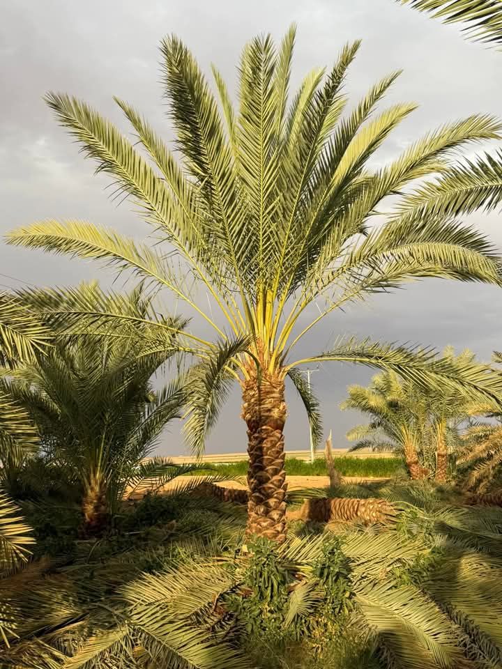 مقاول توريد وتركيب جميع انواع الشبوك وزرعه النخيل