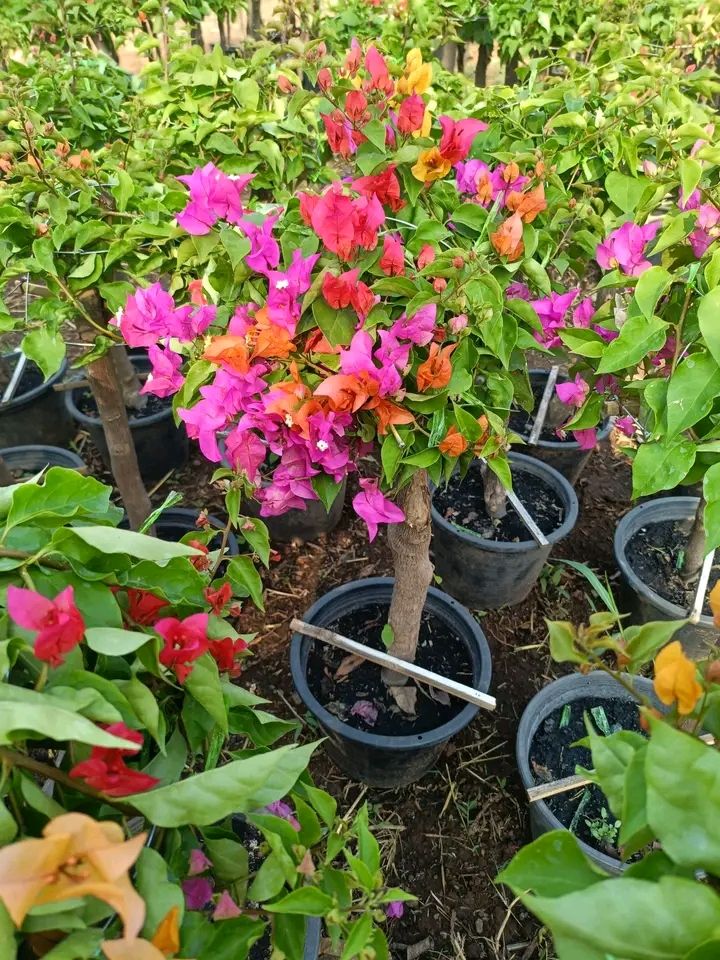 جميع مناطق الدمام