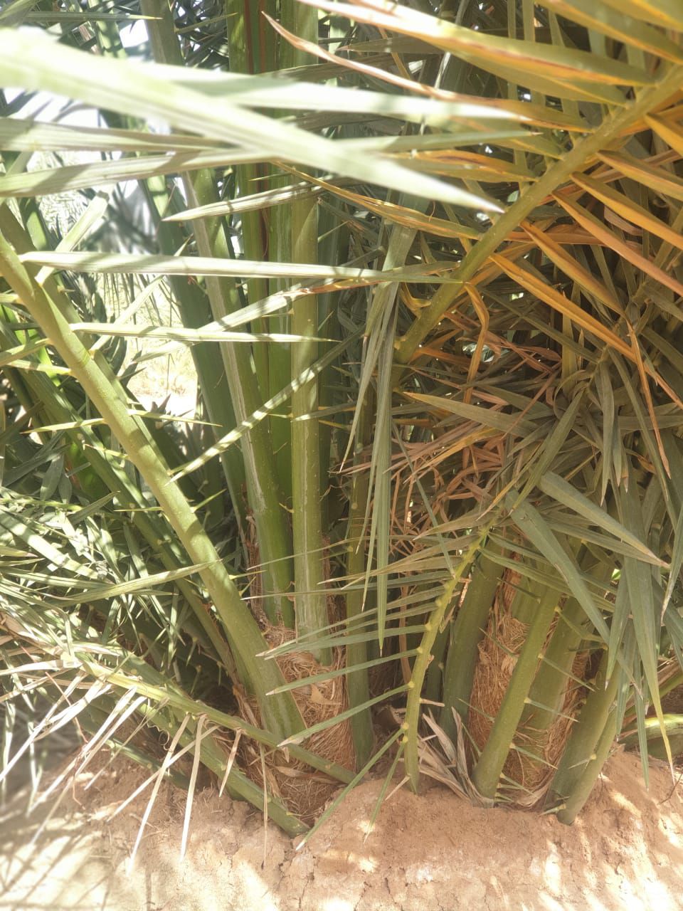 فراخه وجثايث النخيل