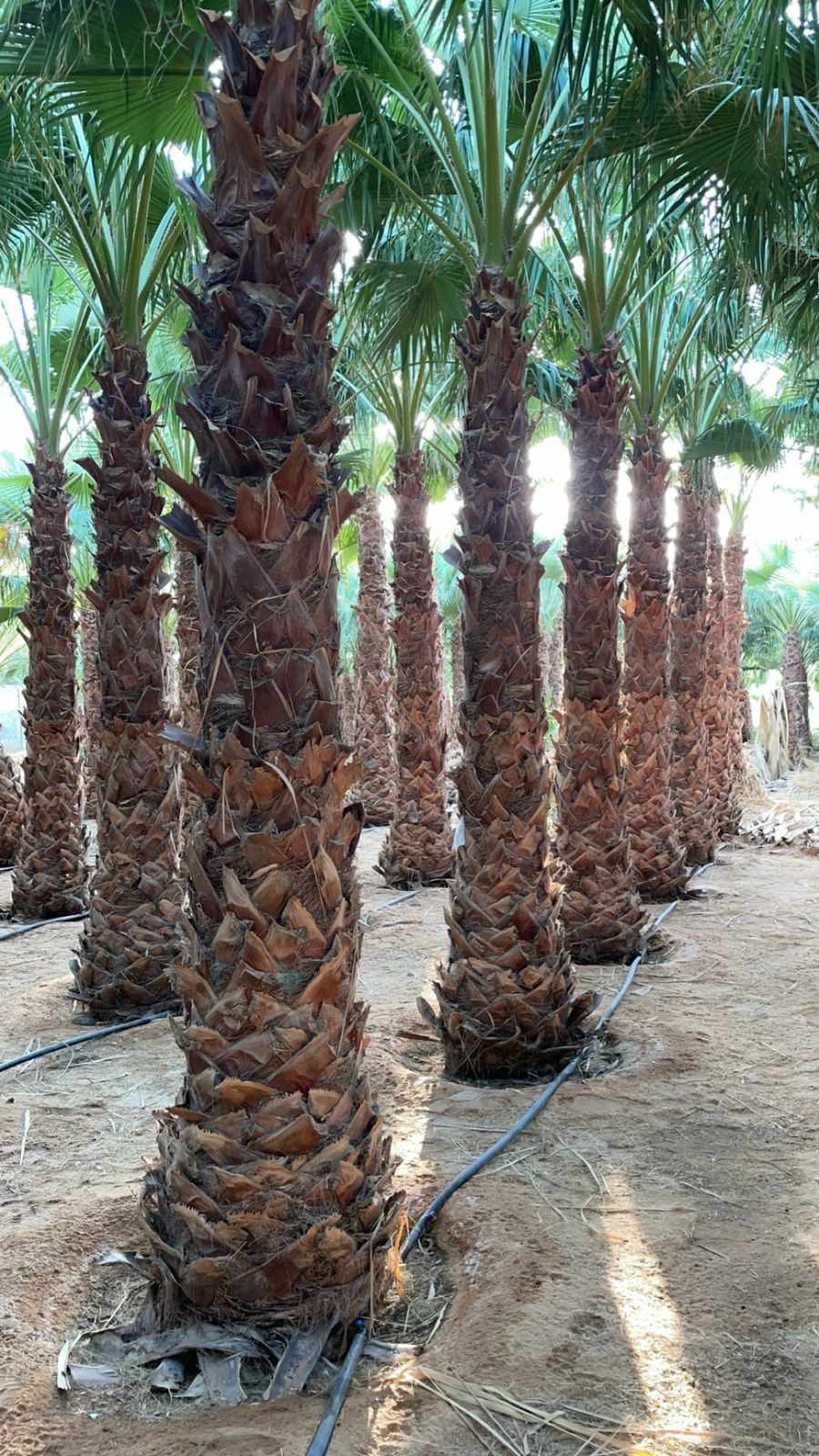 نخيل وشنطني وعربي وشبوك مزارع توريد وتركيب