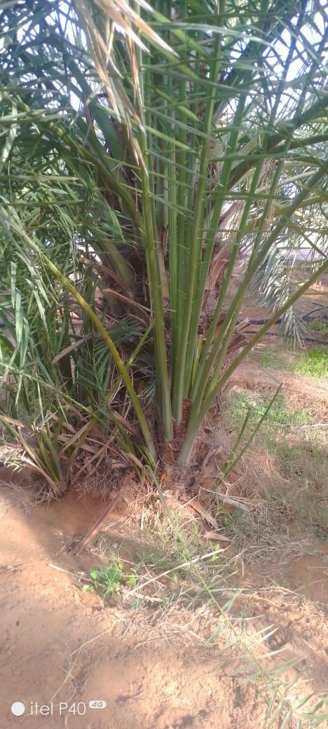 فراخه وجثايث وفسايل طيبه