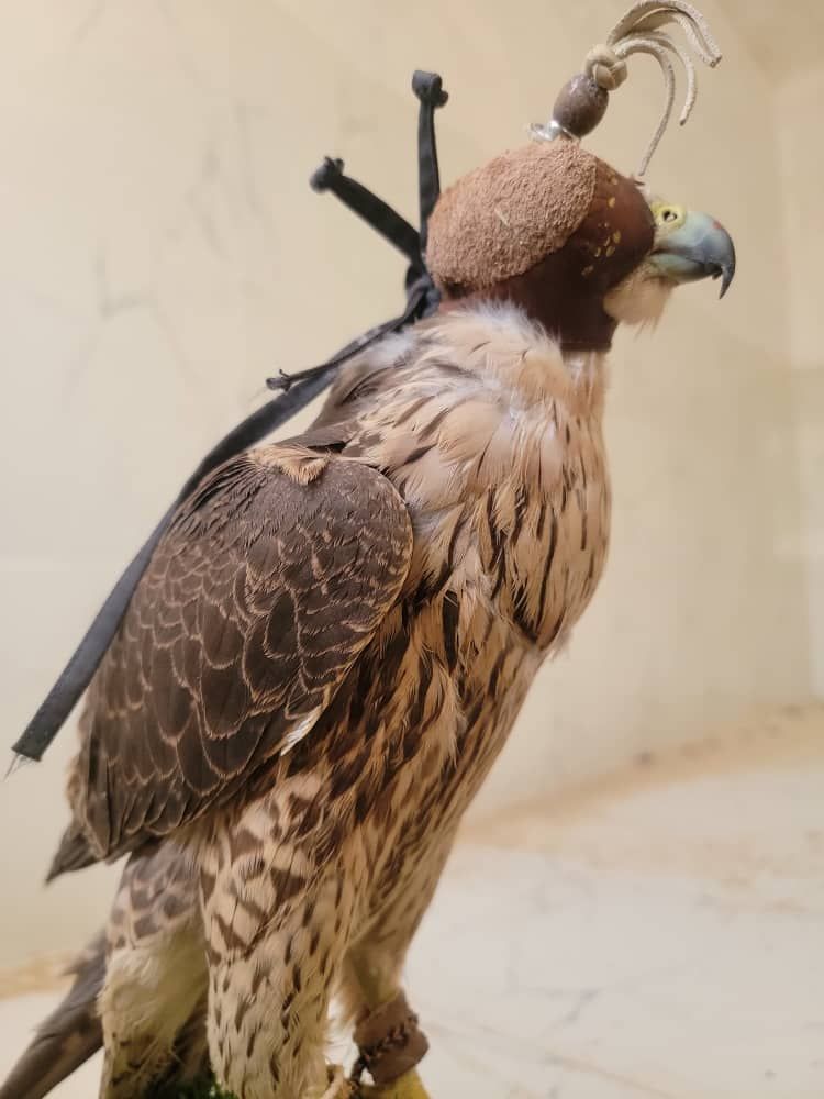 صقور شاهين الجبليه