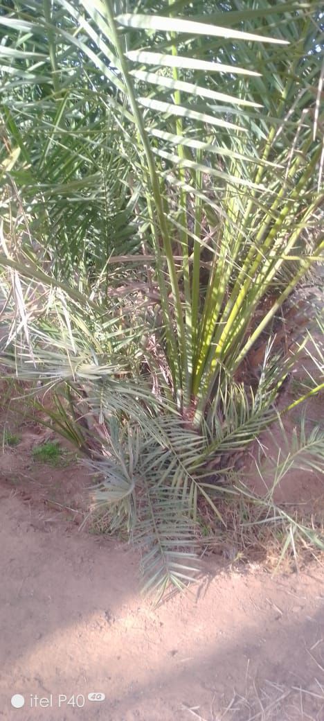 فراخه وجثايث وفسايل طيبه