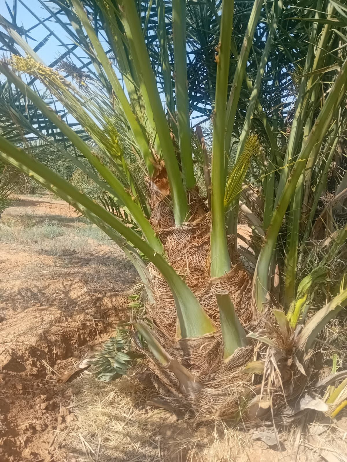 نخل للبيع جثايث فسايل نقابل فراخه