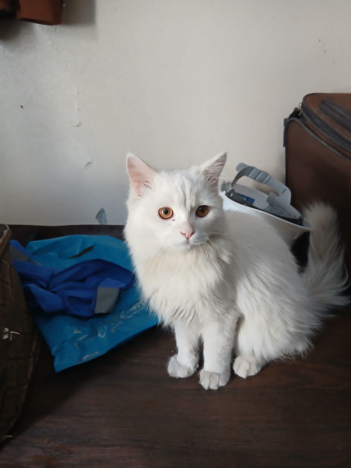 قط البيع السعر خاص