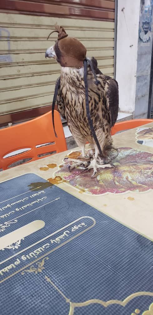 صقور شاهين الجبليه