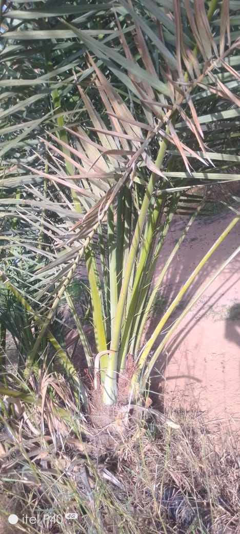 فراخه وجثايث وفسايل طيبه