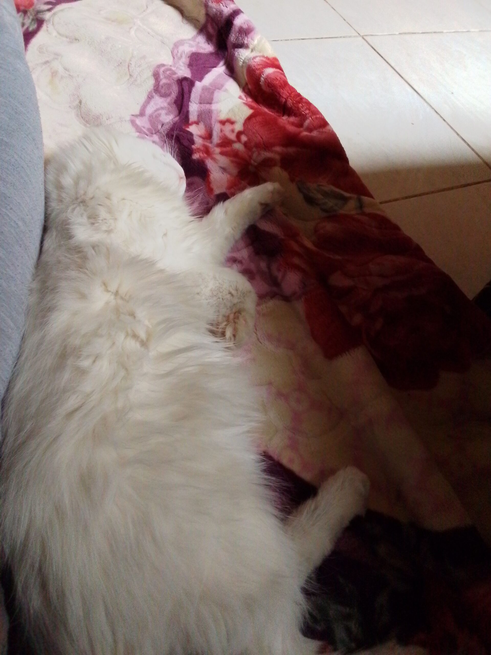 قط البيع السعر خاص