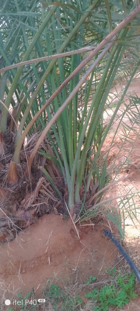 فراخه وجثايث وفسايل طيبه