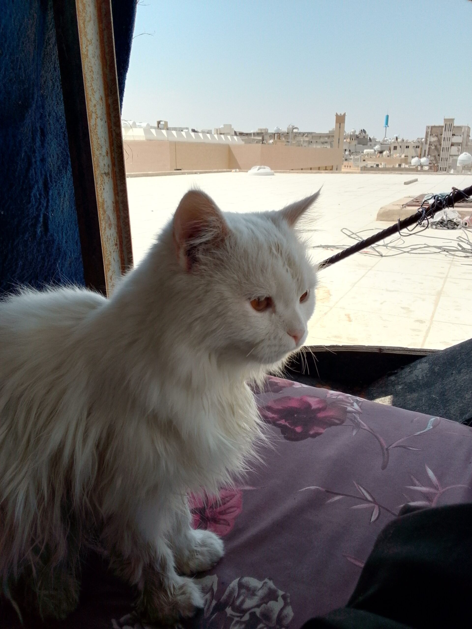 قط البيع السعر خاص