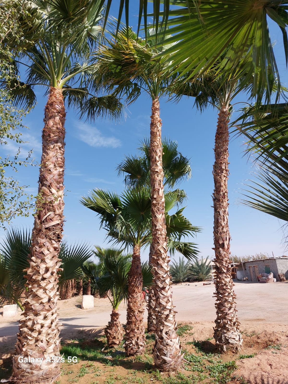 نخيل وشنطني وعربي وشبوك مزارع توريد وتركيب