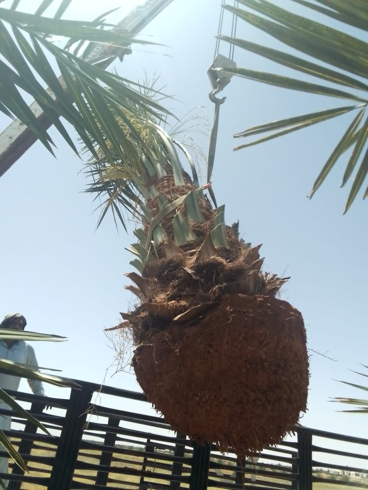 نخل للبيع جثايث فسايل نقابل فراخه