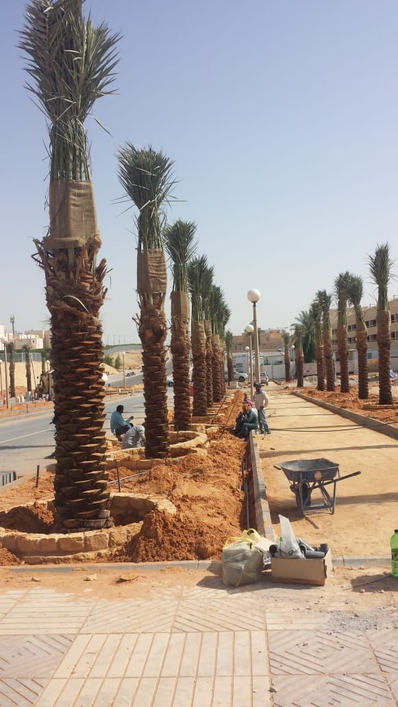 تسوير المزارع والأراضي والملاعب وتوريد وزراعة النخ