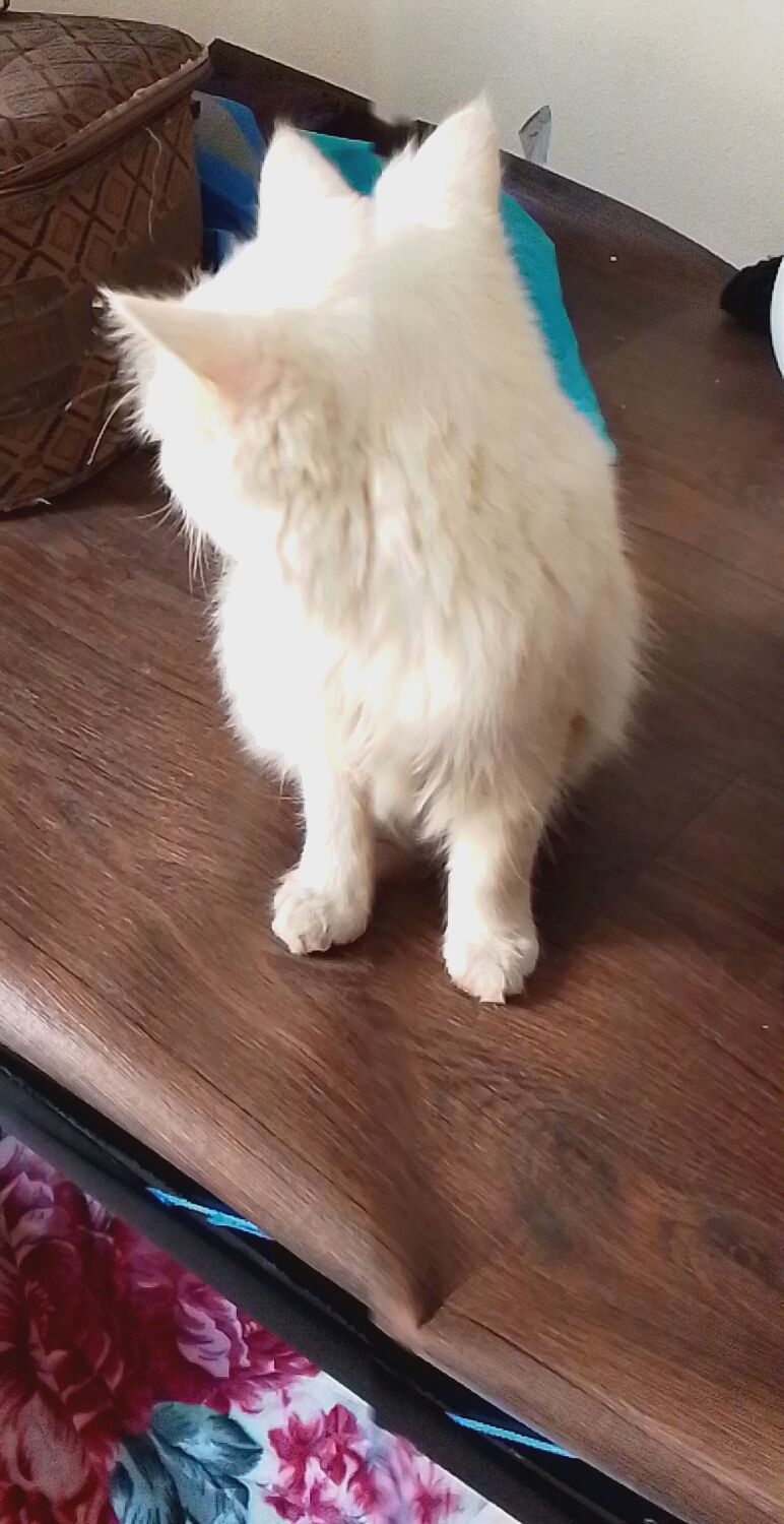 قط البيع السعر خاص