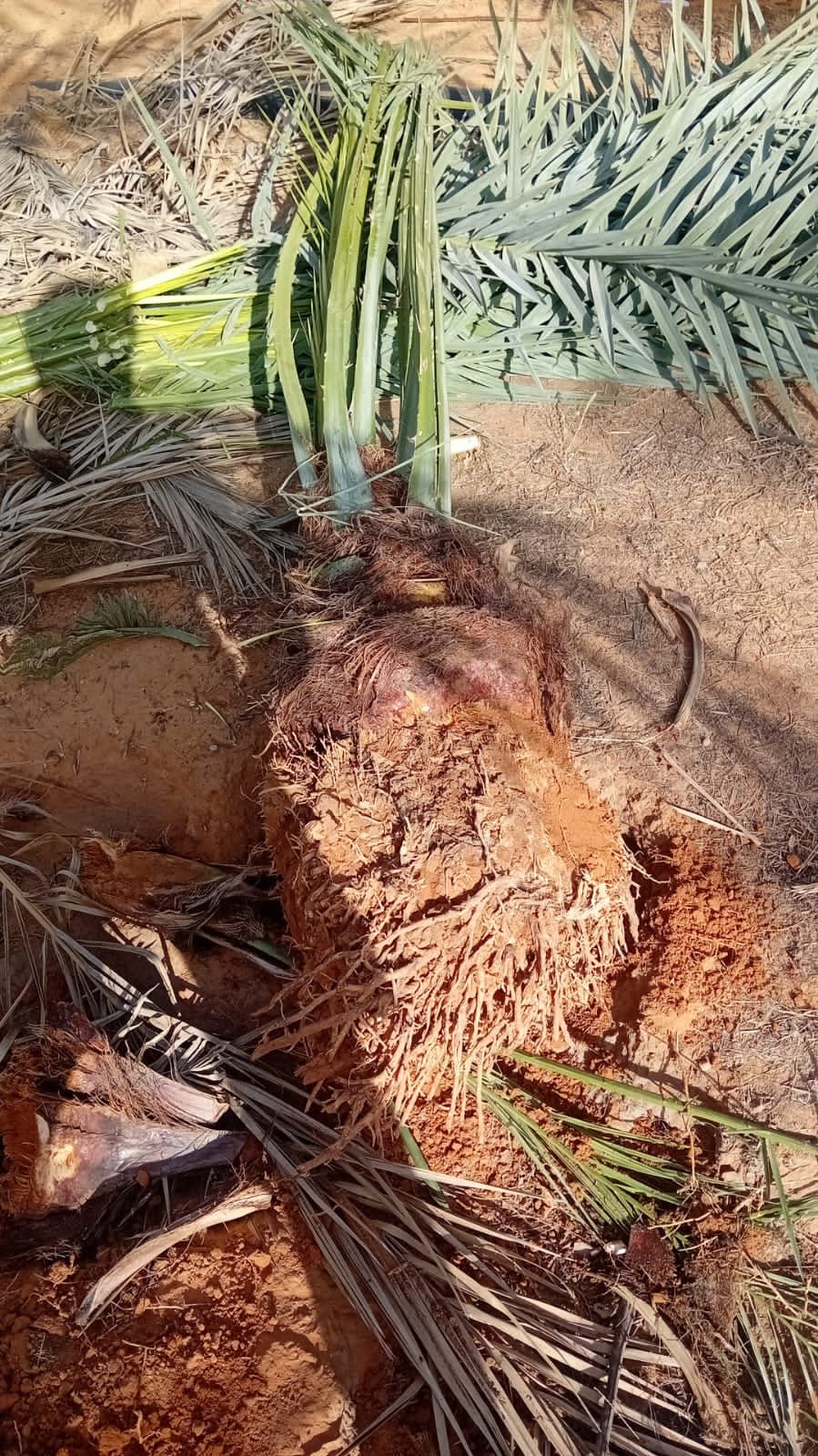 نخل للبيع جثايث فسايل نقابل فراخه