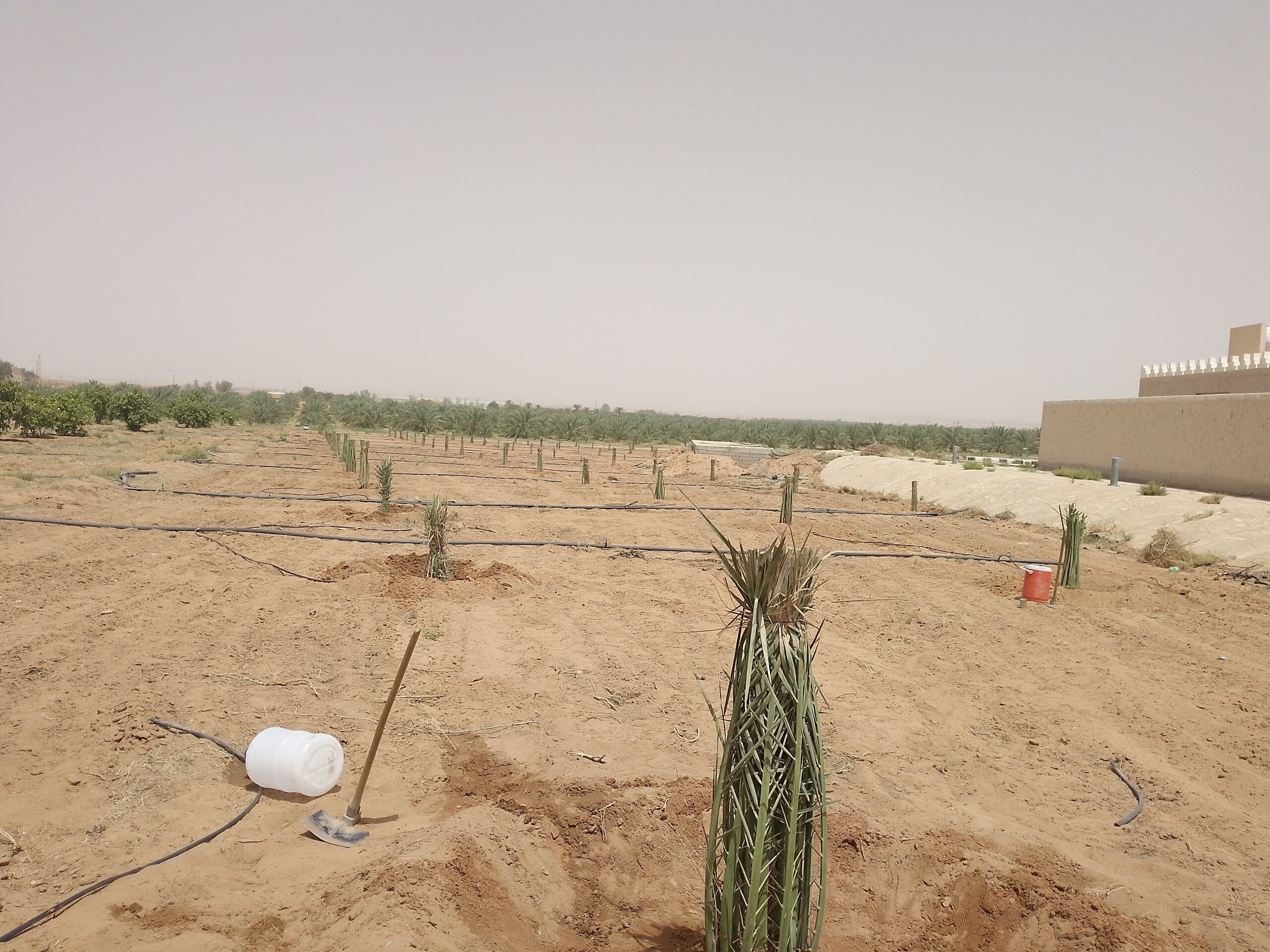 مقاول شبوك ونخيل