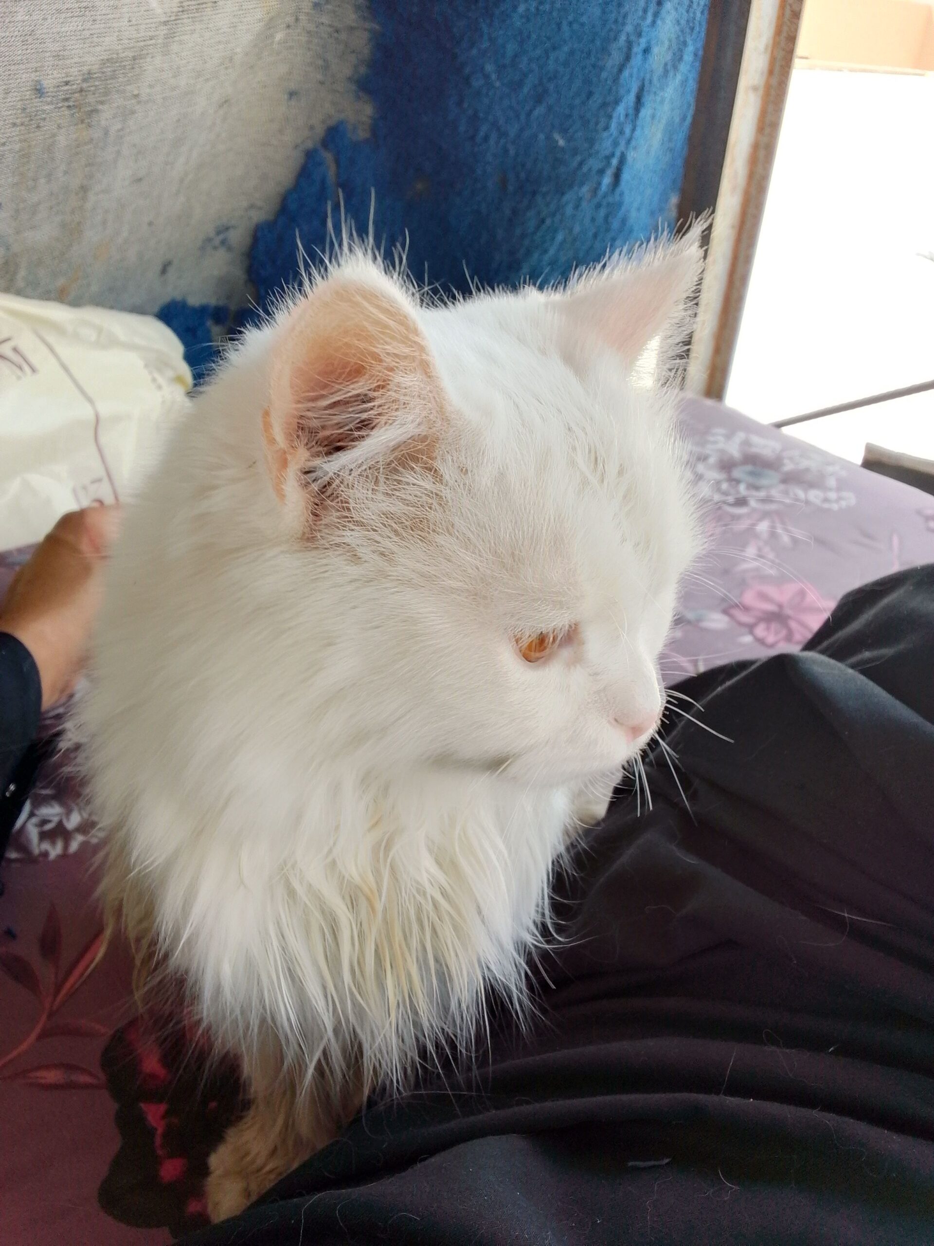 قط البيع السعر خاص