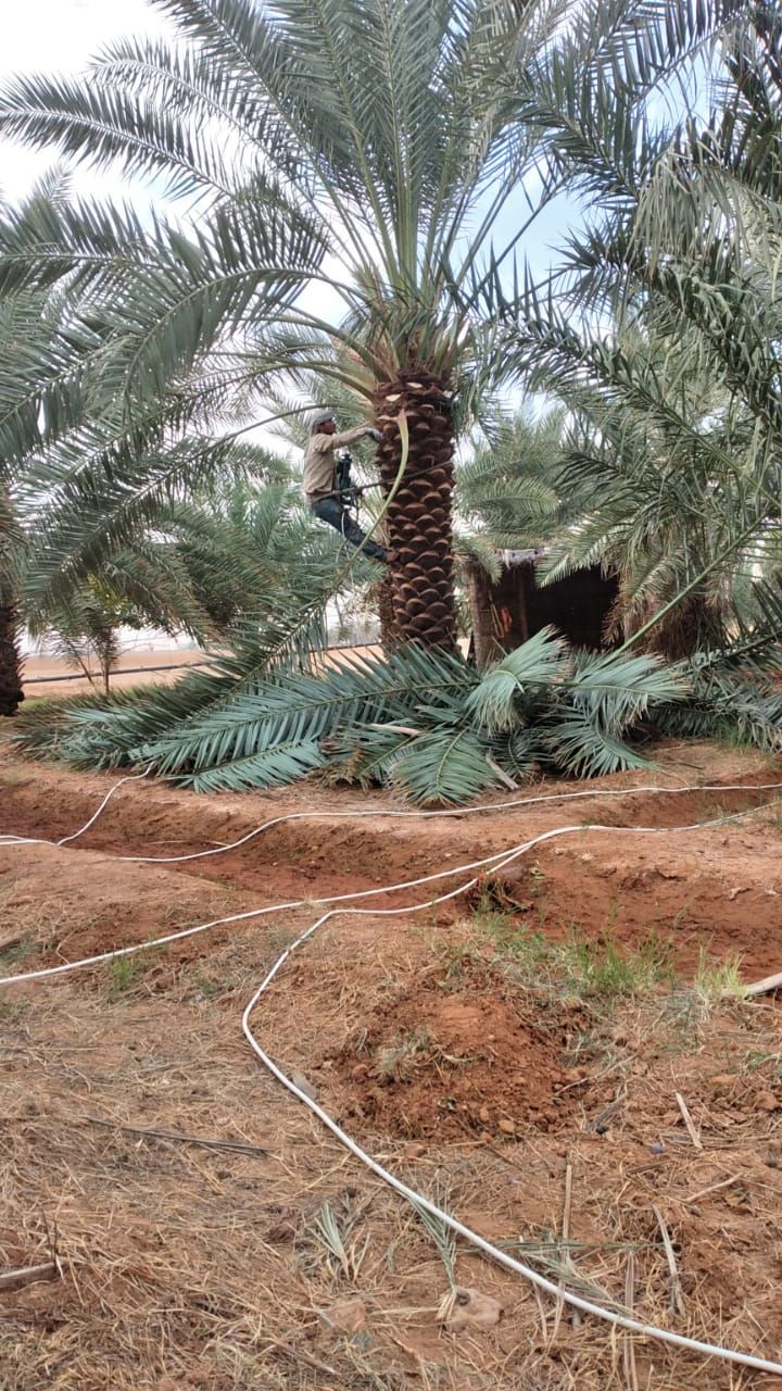 مقاول توريد وتركيب جميع انواع الشبوك وزرعه النخيل