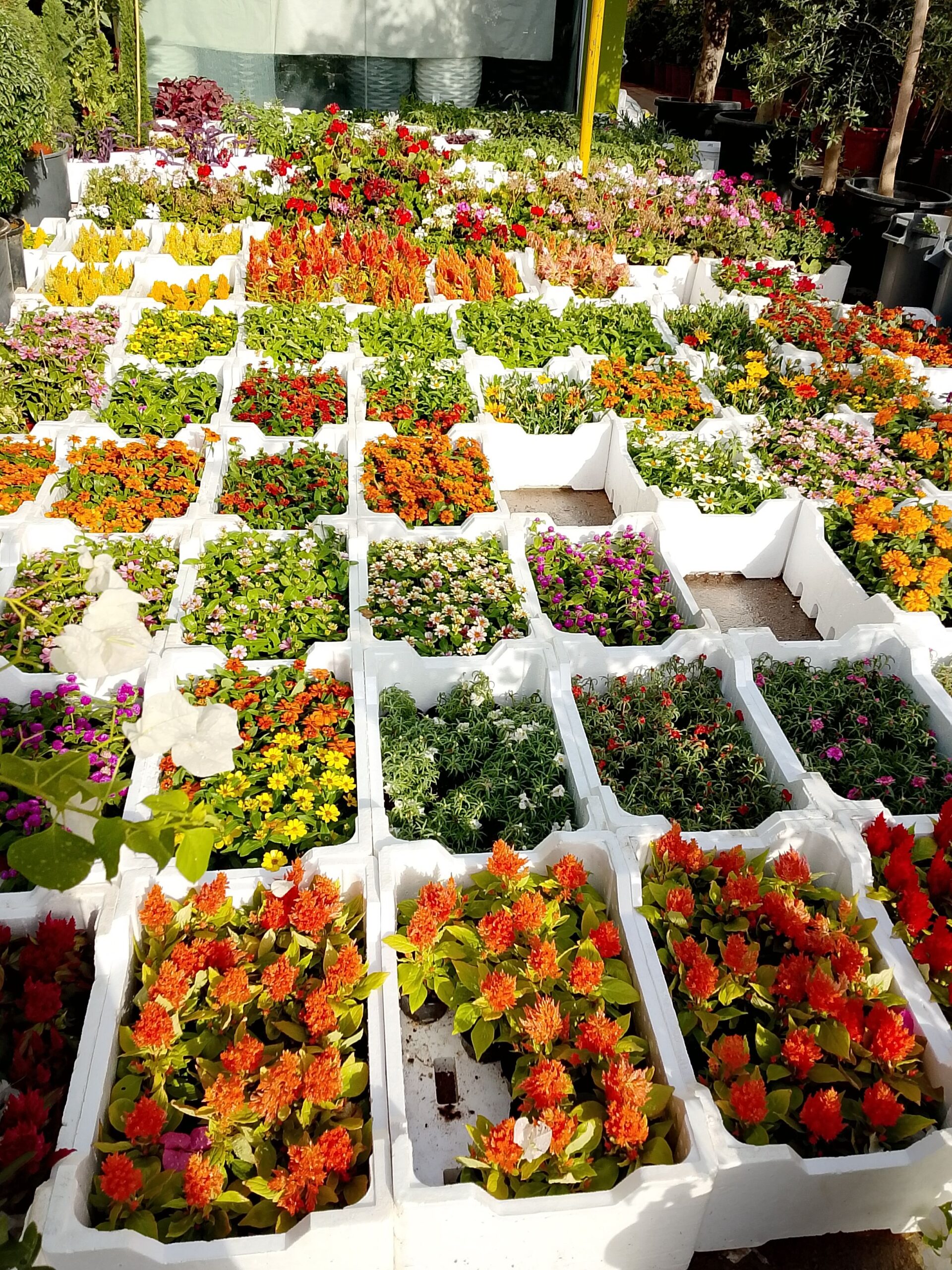 حي الاندلس شارع خالد ابن الوليد الروضة