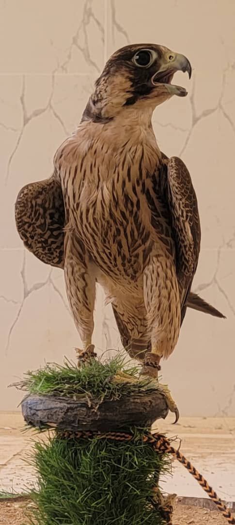 صقور شاهين الجبليه