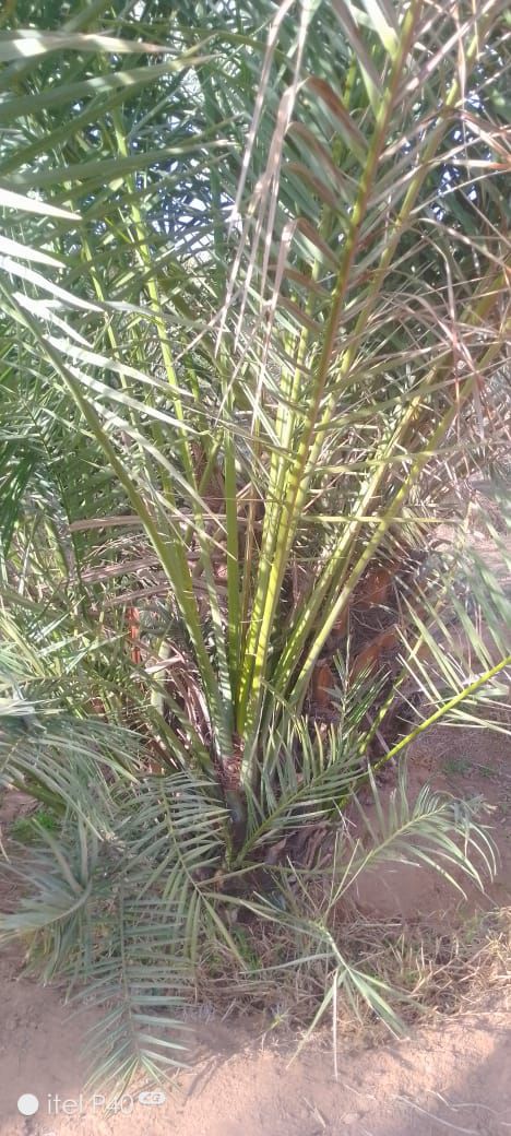 فراخه وجثايث وفسايل طيبه