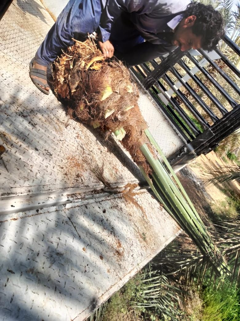 نخل للبيع جثايث فسايل نقابل فراخه