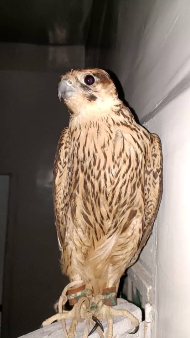 صقور شاهين الجبليه