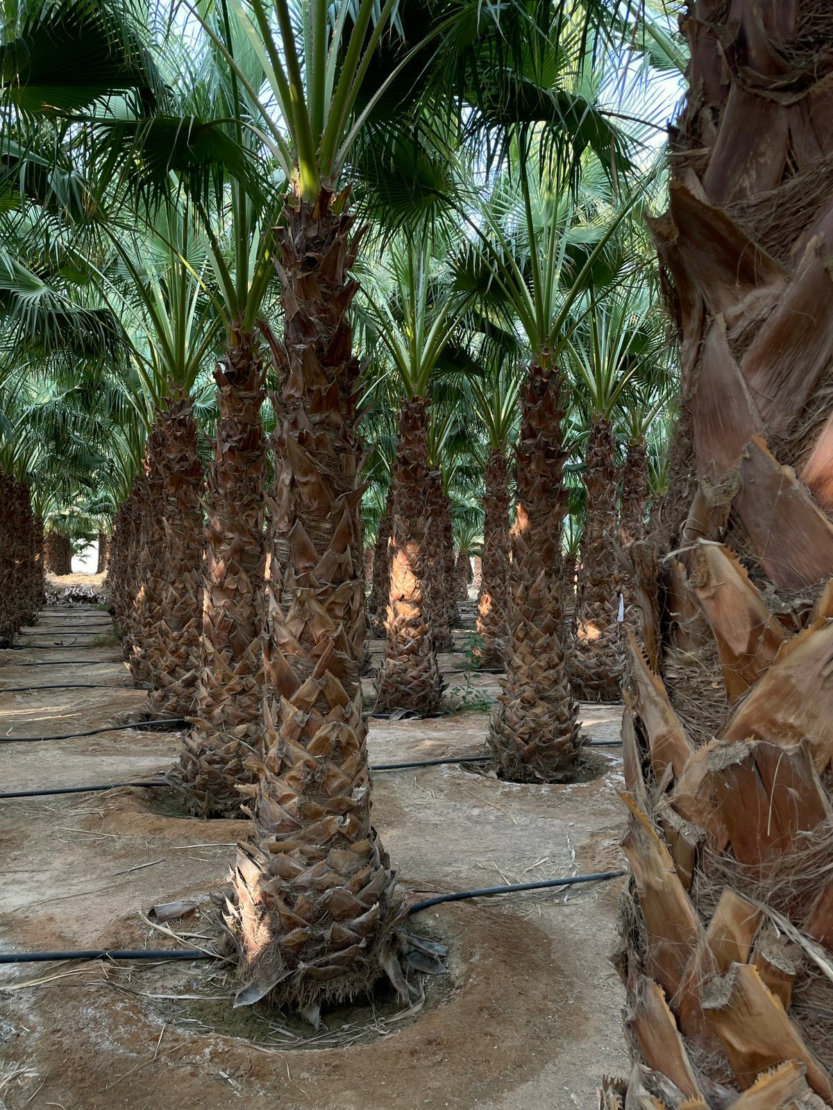 نخيل وشنطني وعربي وشبوك مزارع توريد وتركيب