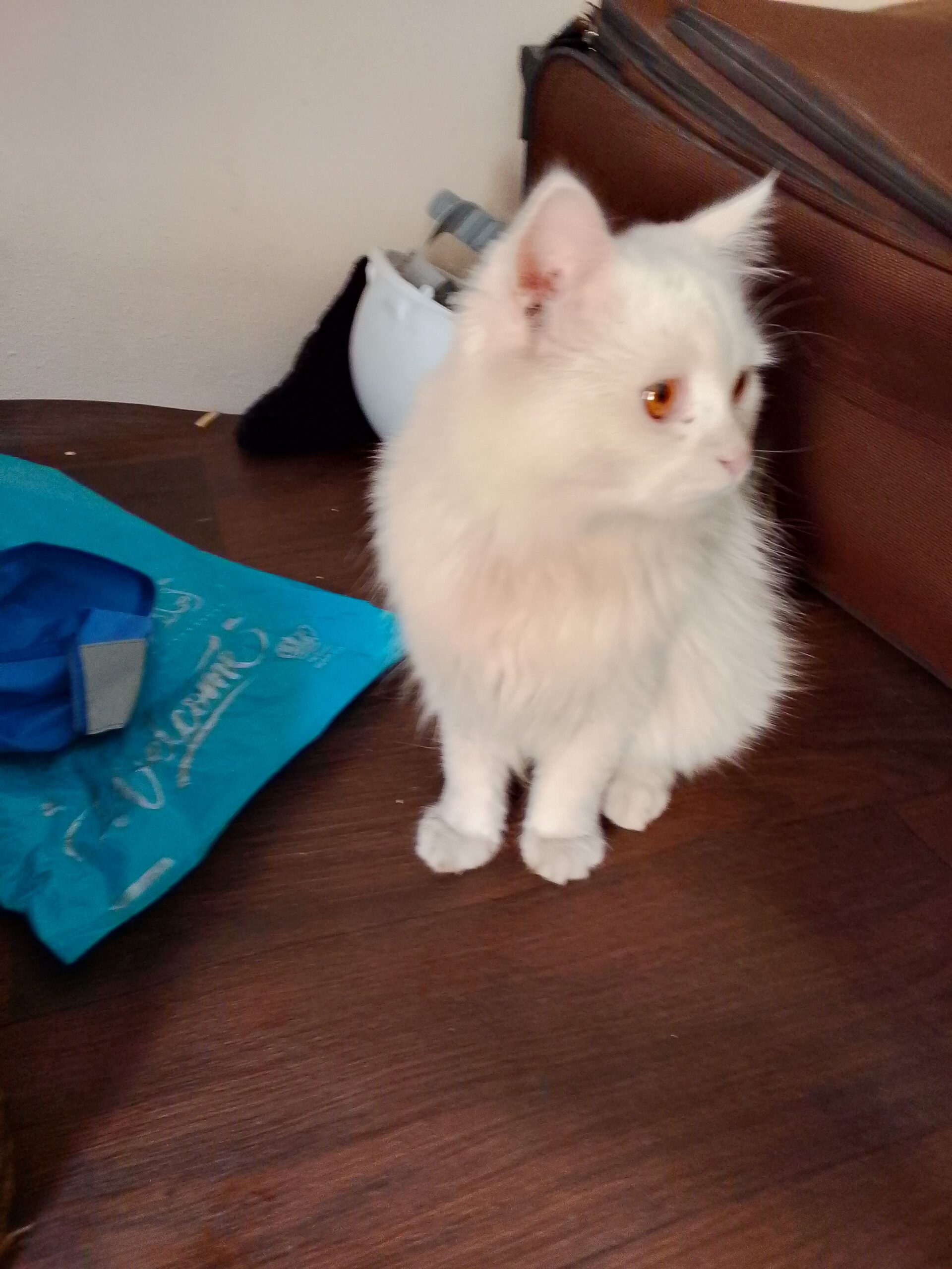 قط البيع السعر خاص