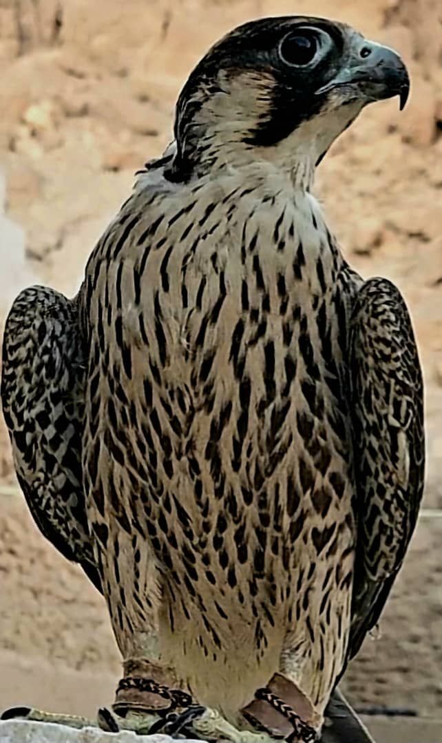 صقور شاهين الجبليه