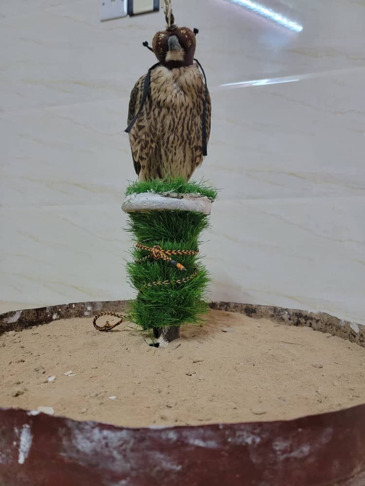 صقور شاهين الجبليه