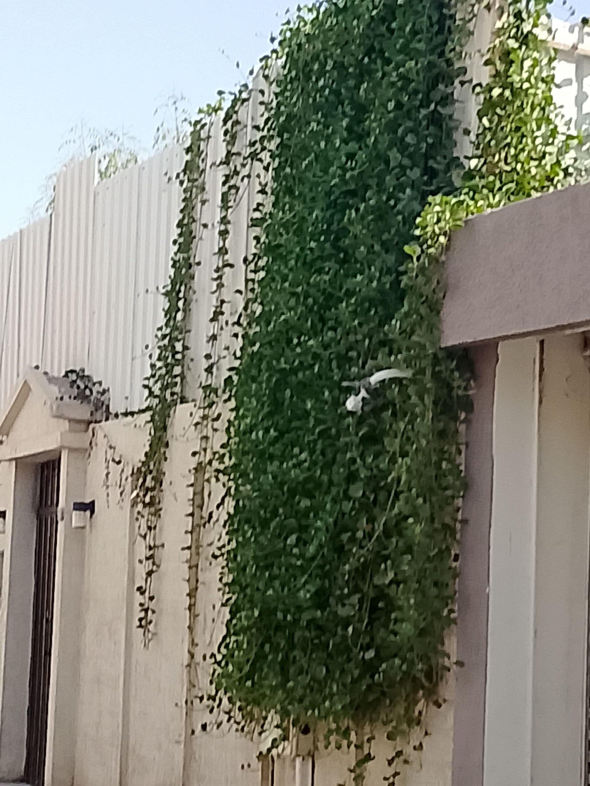 شارع خالد ابن الوليد الروضة حي الاندلس