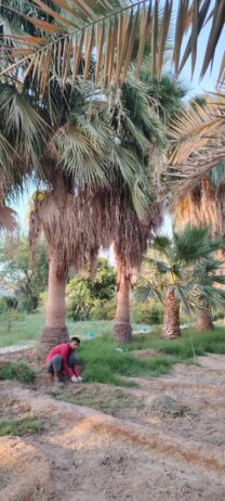 الرياص