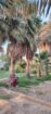 الرياص