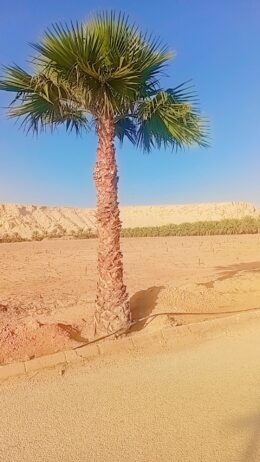 ارياض