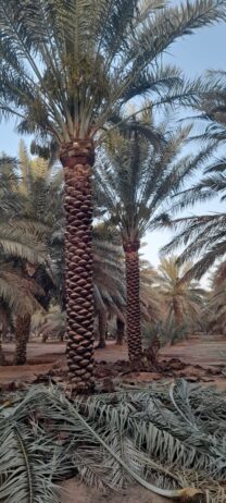 الرياص