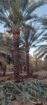 الرياص